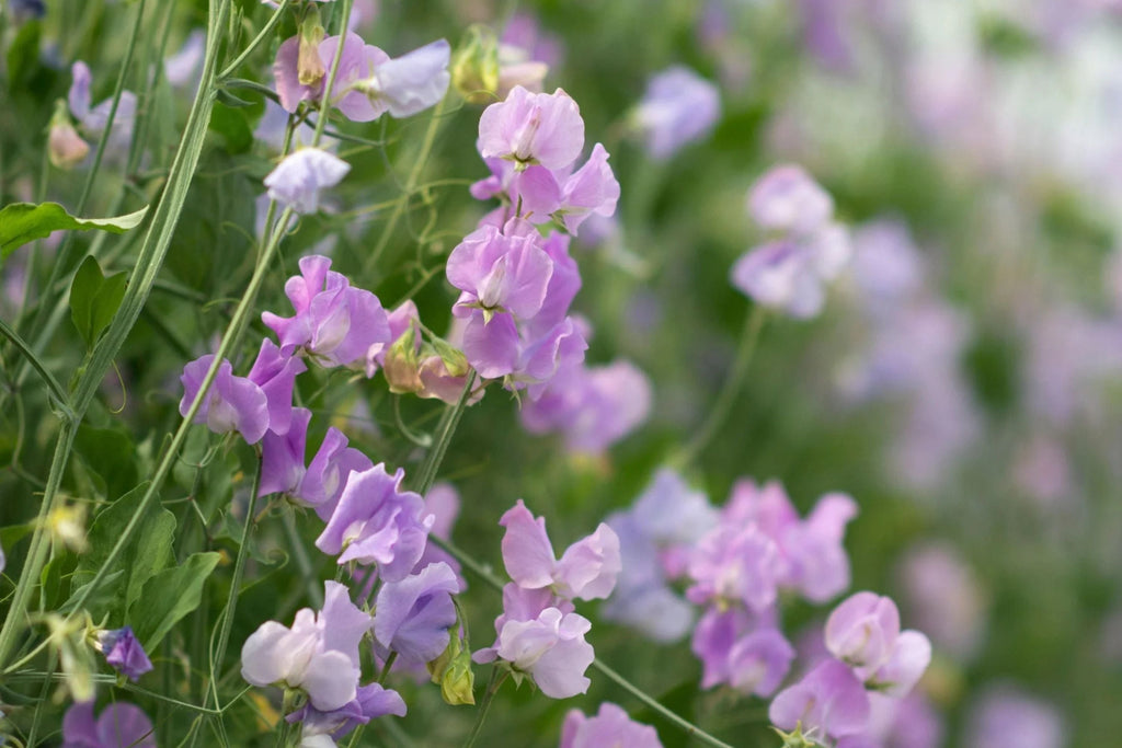 Royal Lavender Sweet Pea Seeds - Fragrant Climbing Vine, 80 Days, Pollinator Garden