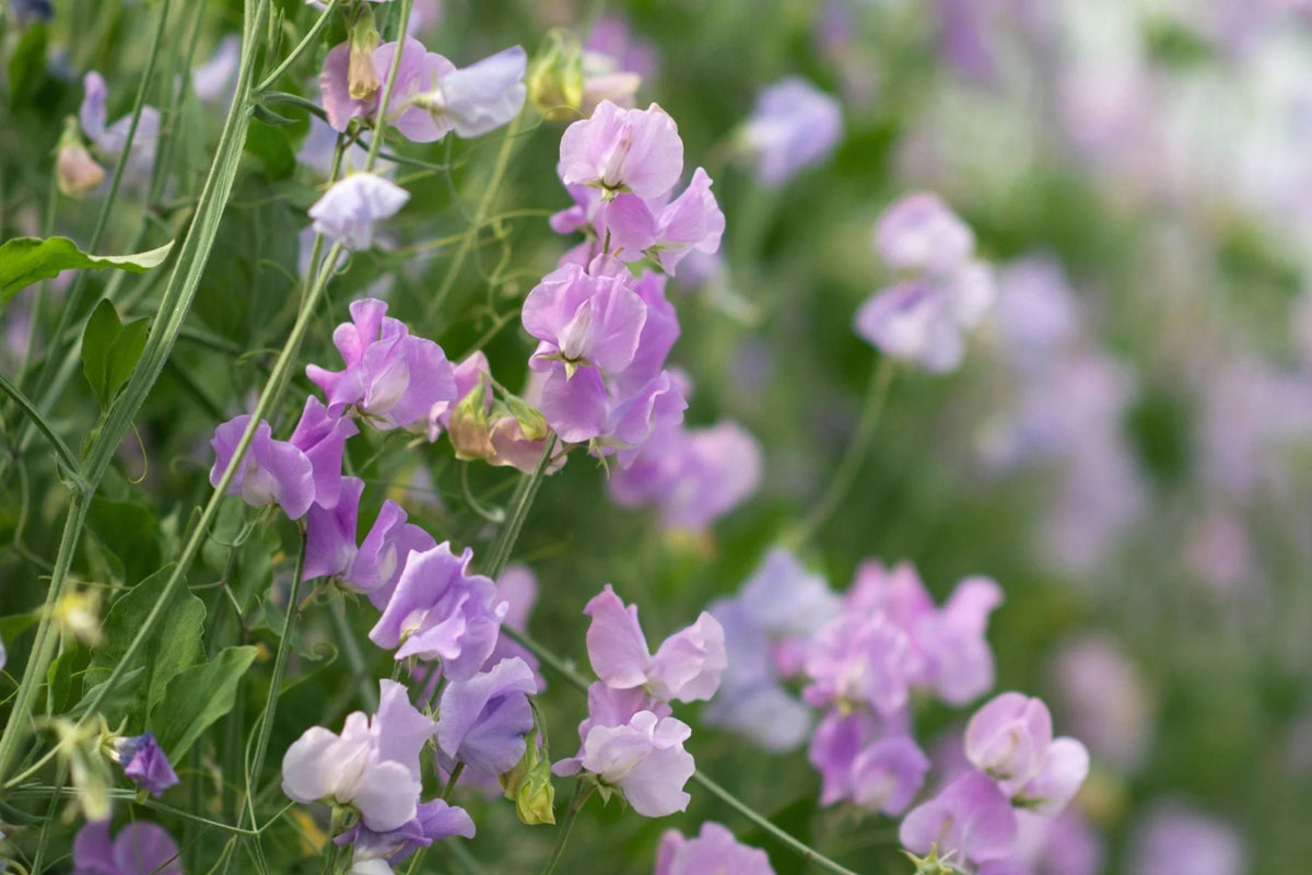 Royal Lavender Sweet Pea Seeds - Fragrant Climbing Vine, 80 Days, Pollinator Garden