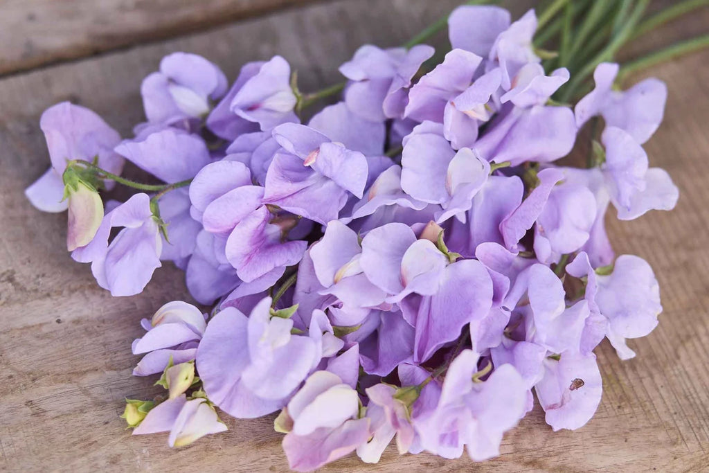 Royal Lavender Sweet Pea Seeds - Fragrant Climbing Vine, 80 Days, Pollinator Garden