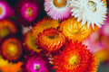 Swiss Giant Mix Strawflower Seeds - Helichrysum bracteatum | Vibrant, Heat-Tolerant Cut & Dried Flowers
