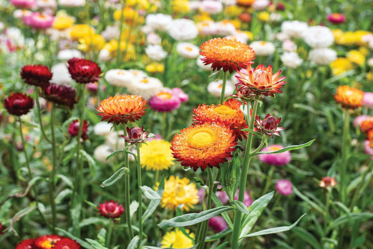 Swiss Giant Mix Strawflower Seeds - Helichrysum bracteatum | Vibrant, Heat-Tolerant Cut & Dried Flowers