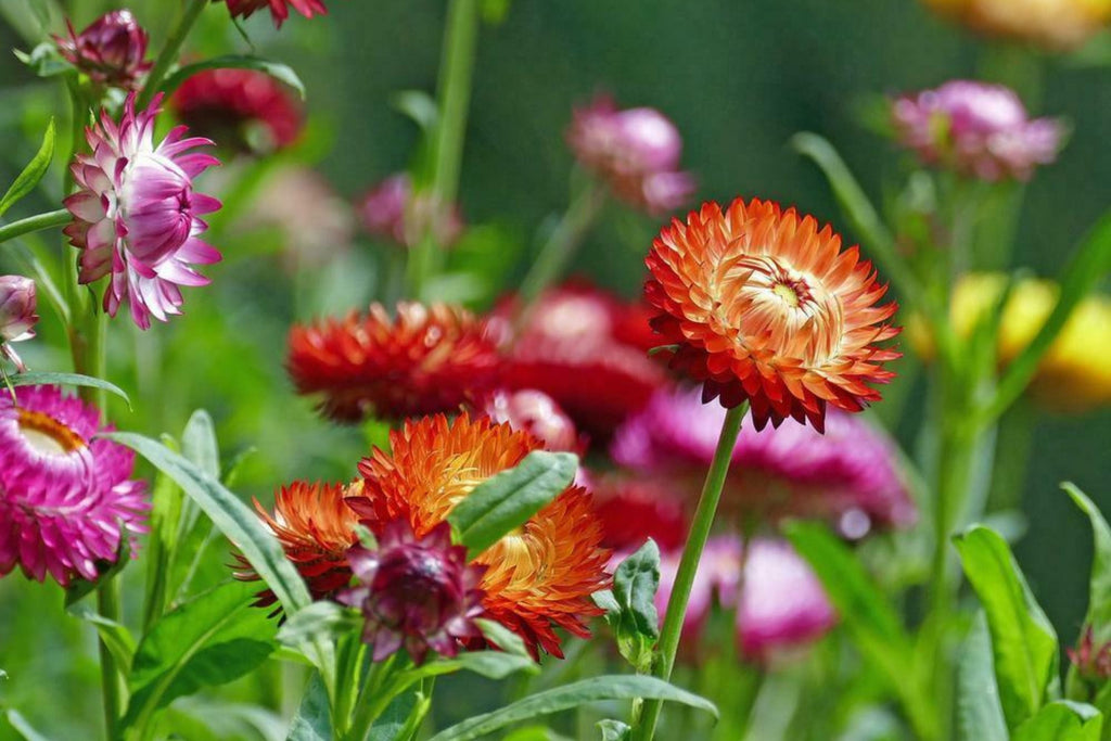 Swiss Giant Mix Strawflower Seeds - Helichrysum bracteatum | Vibrant, Heat-Tolerant Cut & Dried Flowers
