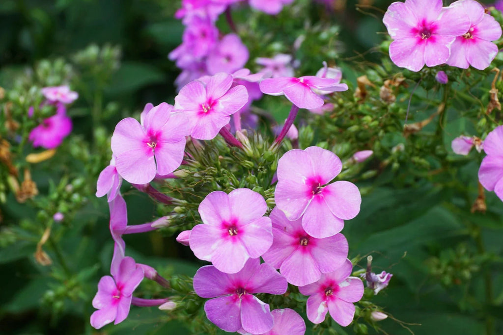 Brilliant Phlox Seeds - Pink with Dark Centers | Fragrant, Pollinator Attracting, 80 Days to Bloom