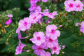 Brilliant Phlox Seeds - Pink with Dark Centers | Fragrant, Pollinator Attracting, 80 Days to Bloom