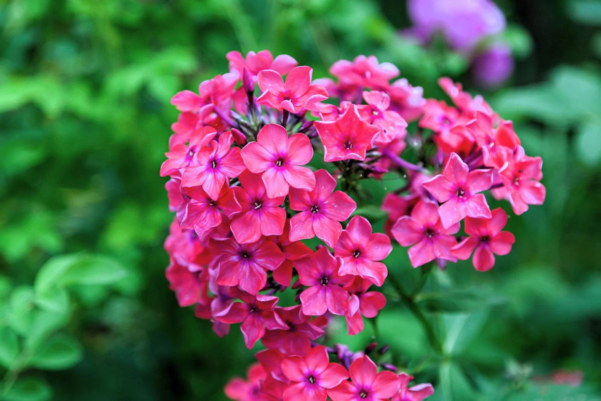 Brilliant Phlox Seeds - Pink with Dark Centers | Fragrant, Pollinator Attracting, 80 Days to Bloom