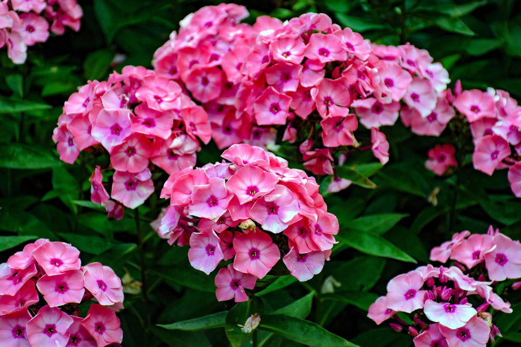 Brilliant Phlox Seeds - Pink with Dark Centers | Fragrant, Pollinator Attracting, 80 Days to Bloom