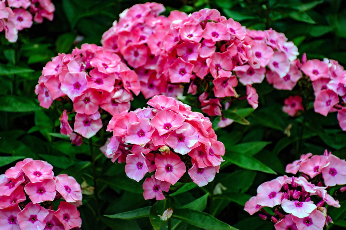 Brilliant Phlox Seeds - Pink with Dark Centers | Fragrant, Pollinator Attracting, 80 Days to Bloom