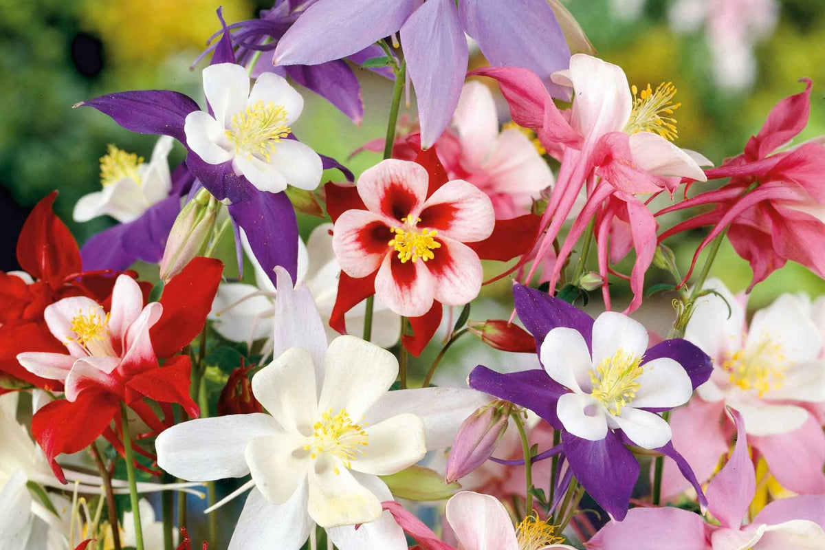 McKana Giant Mix Columbine Seeds - Red, White, Yellow, Purple | Perennial, 260 Days