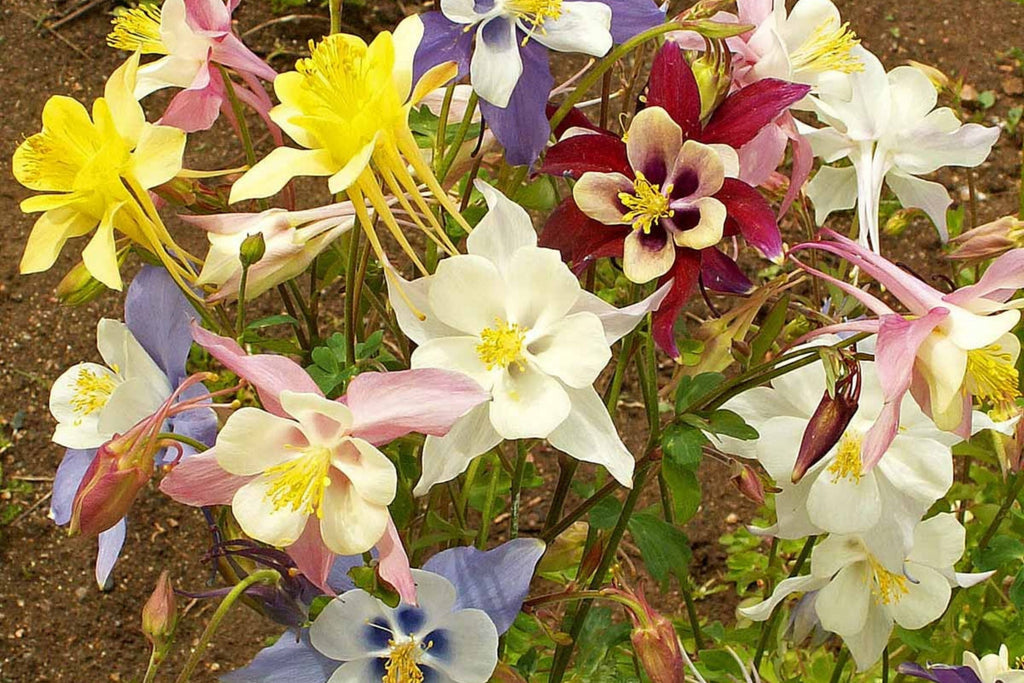 McKana Giant Mix Columbine Seeds - Red, White, Yellow, Purple | Perennial, 260 Days