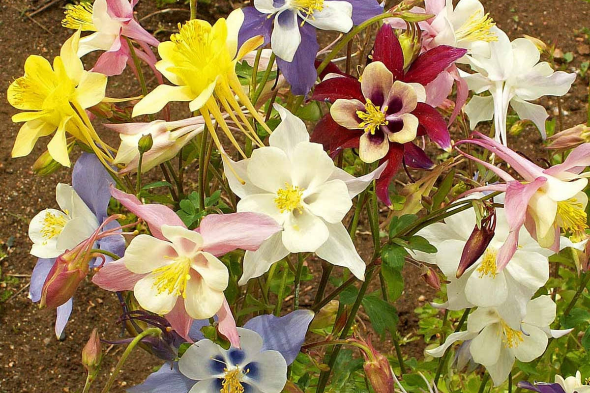 McKana Giant Mix Columbine Seeds - Red, White, Yellow, Purple | Perennial, 260 Days
