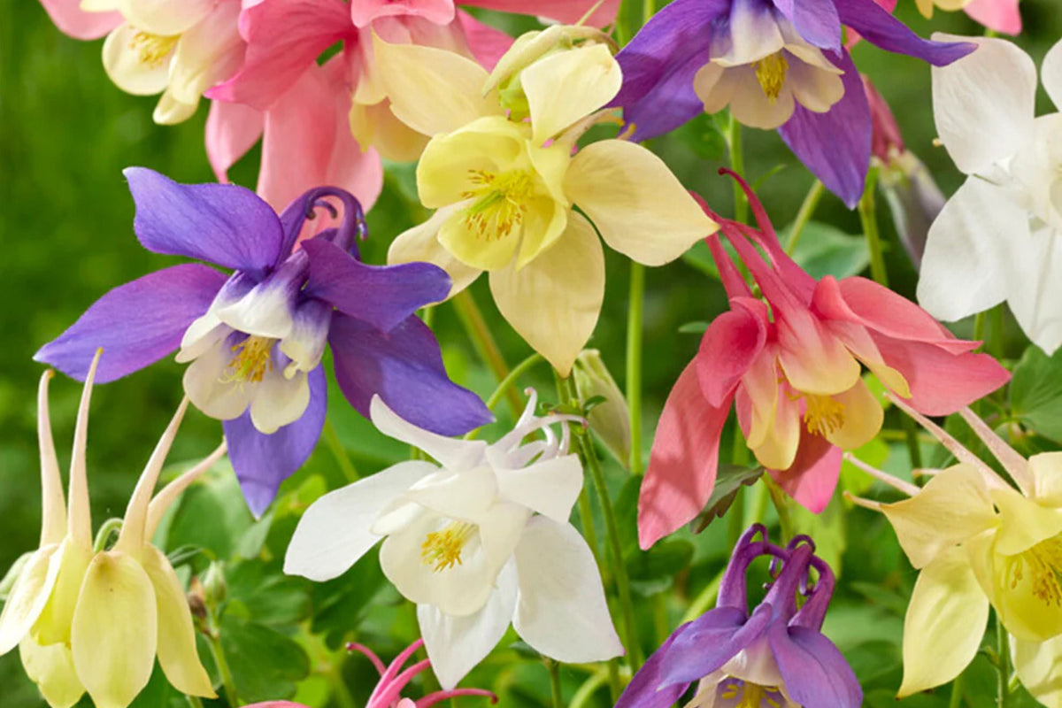 McKana Giant Mix Columbine Seeds - Red, White, Yellow, Purple | Perennial, 260 Days
