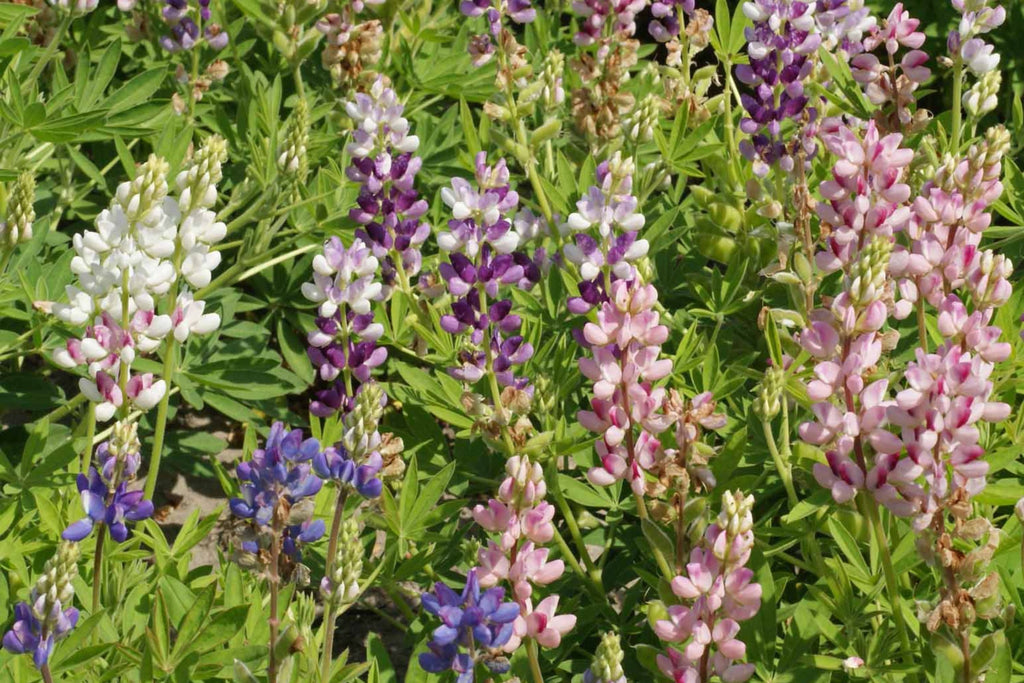 Pixie Delight Lupine Seeds - Lupinus Hartwegii, Blue White Pink Purple, Compact 12-16" Tall