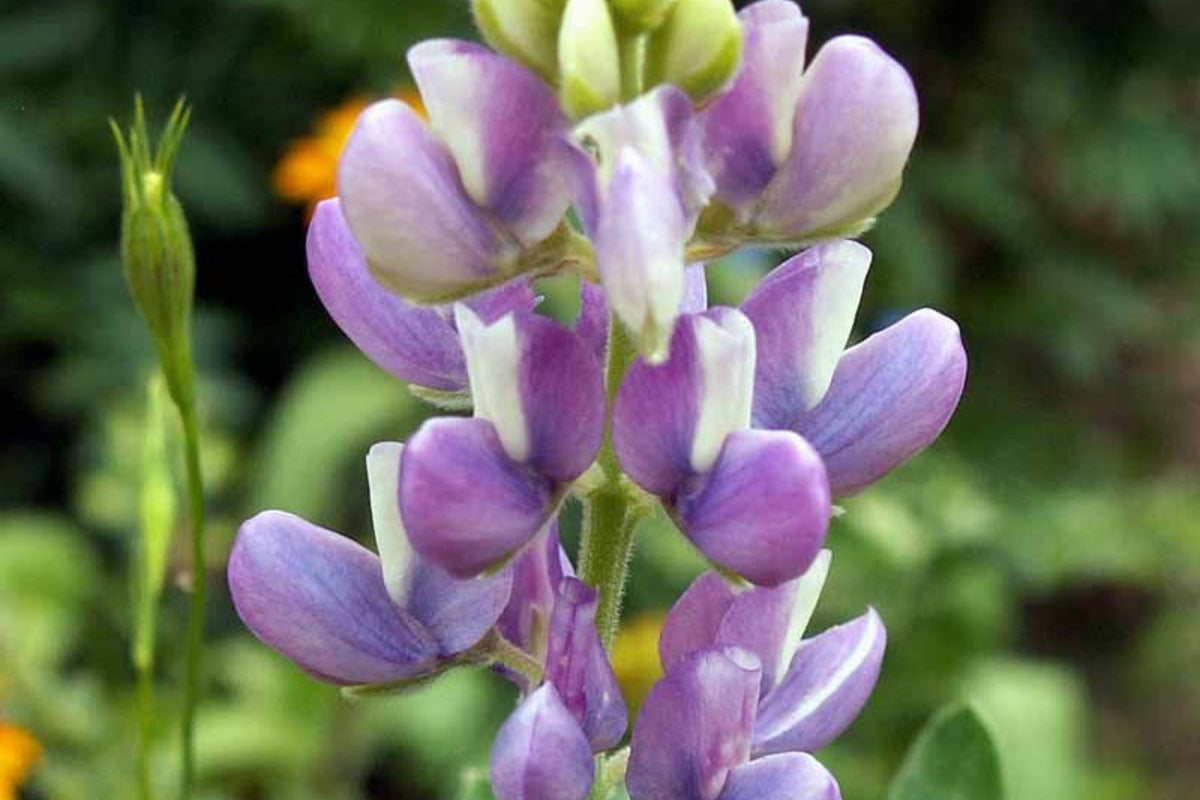 Pixie Delight Lupine Seeds - Lupinus Hartwegii, Blue White Pink Purple, Compact 12-16" Tall