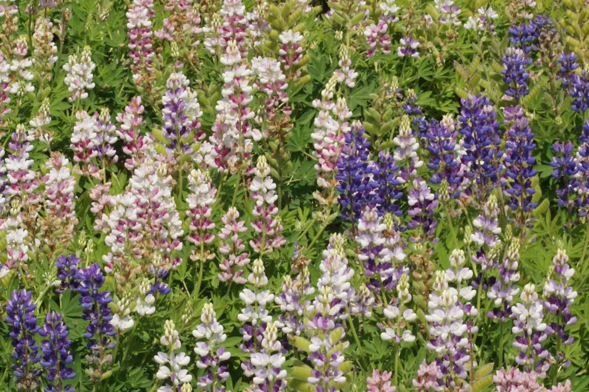 Pixie Delight Lupine Seeds - Lupinus Hartwegii, Blue White Pink Purple, Compact 12-16" Tall