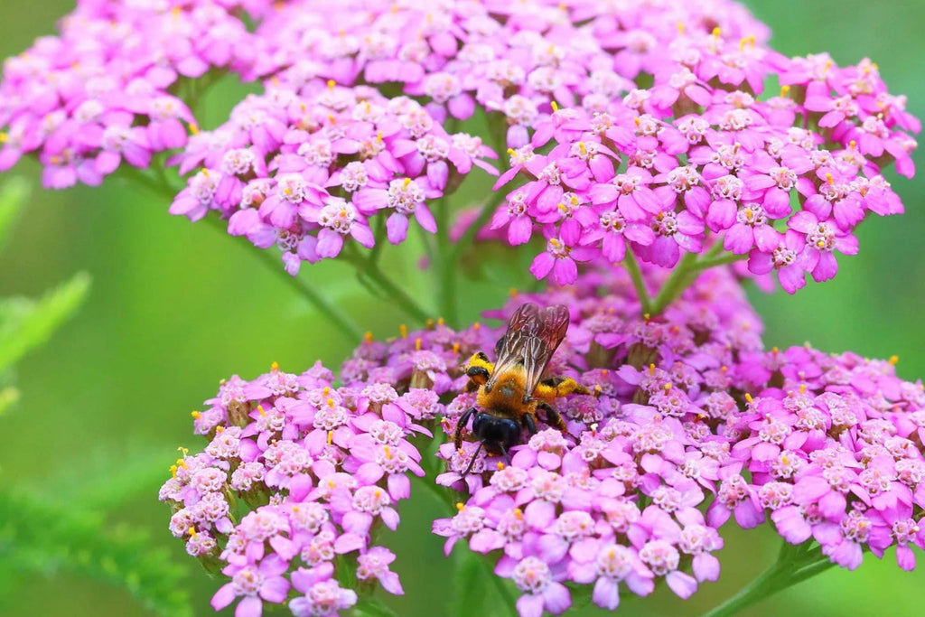 Cerise Queen Yarrow Seeds | Pink Flowers | Achillea millefolium | 85 Days