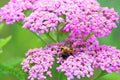 Cerise Queen Yarrow Seeds | Pink Flowers | Achillea millefolium | 85 Days