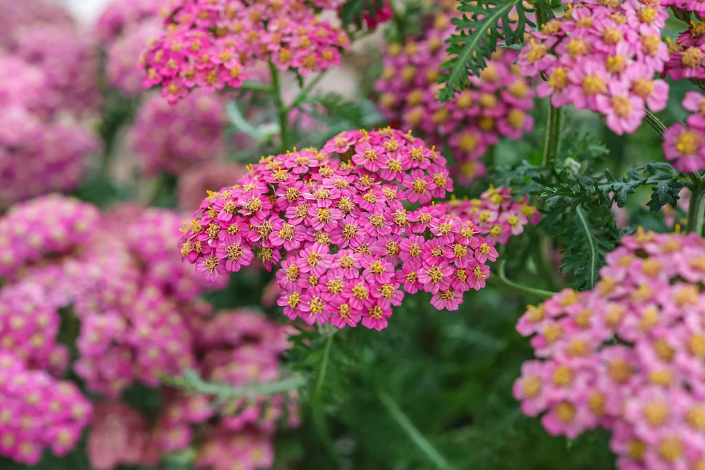 Cerise Queen Yarrow Seeds | Pink Flowers | Achillea millefolium | 85 Days