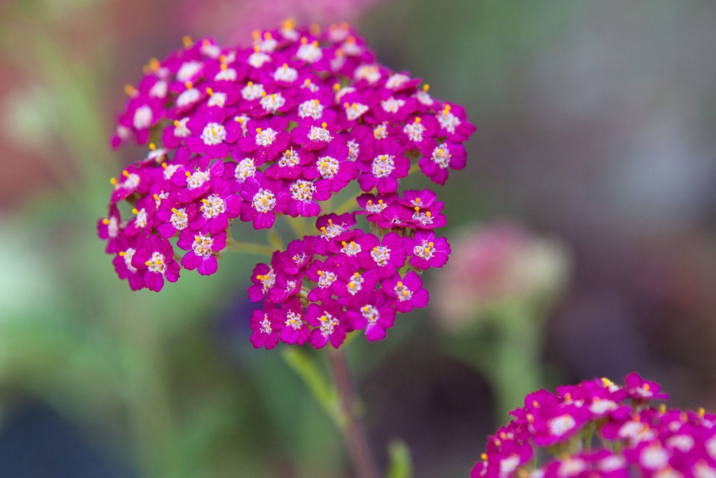 Cerise Queen Yarrow Seeds | Pink Flowers | Achillea millefolium | 85 Days