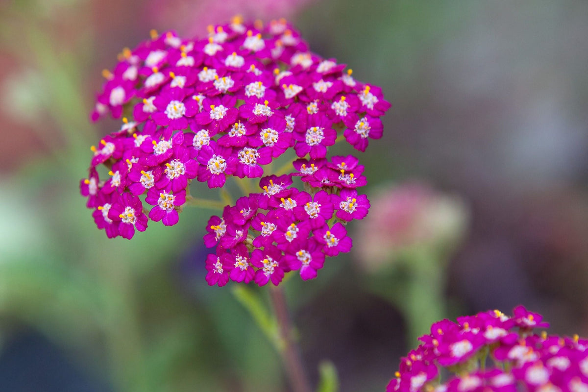 Cerise Queen Yarrow Seeds | Pink Flowers | Achillea millefolium | 85 Days