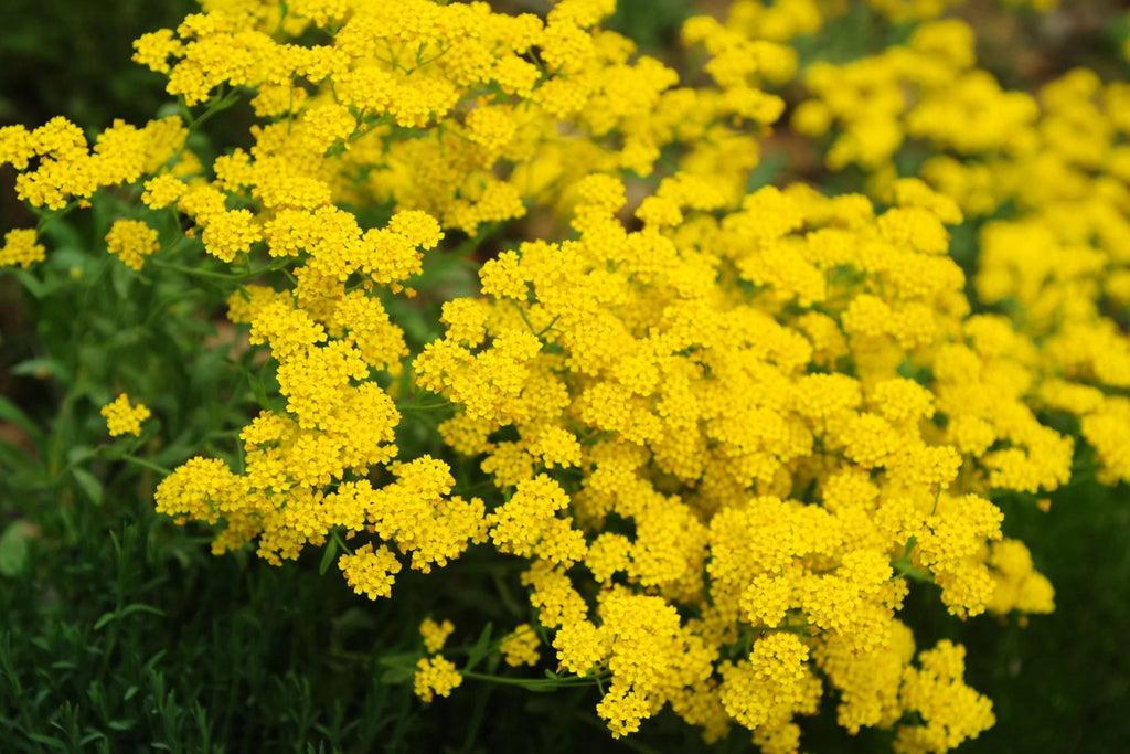 Basket Of Gold Alyssum Seeds Aurinia saxatile 8-12 Inches Groundcover 3-9