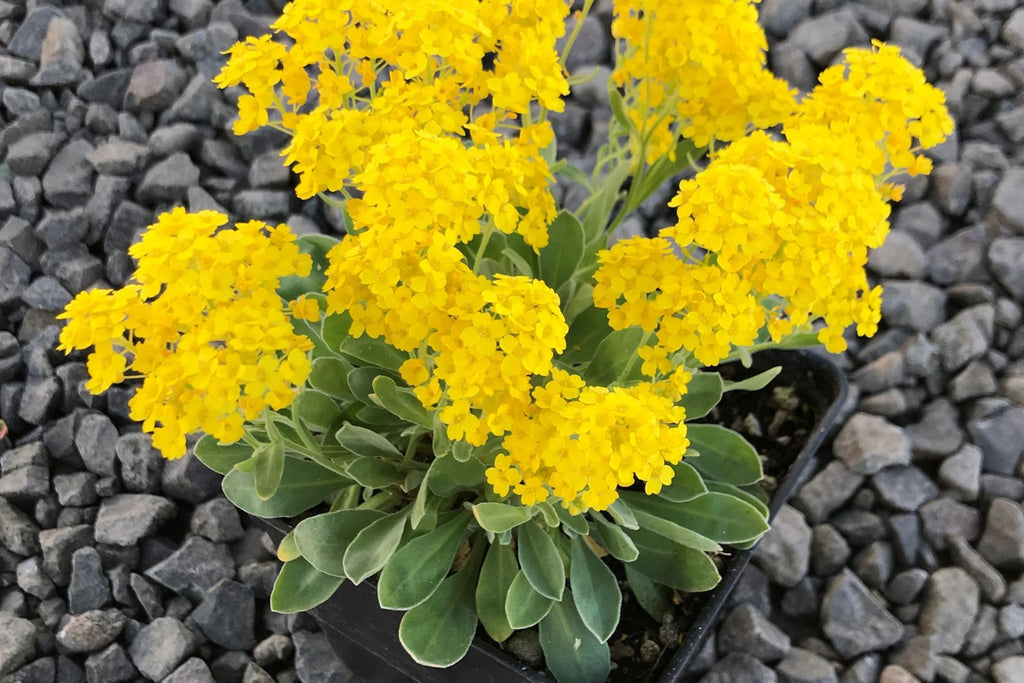 Basket Of Gold Alyssum Seeds Aurinia saxatile 8-12 Inches Groundcover 3-9