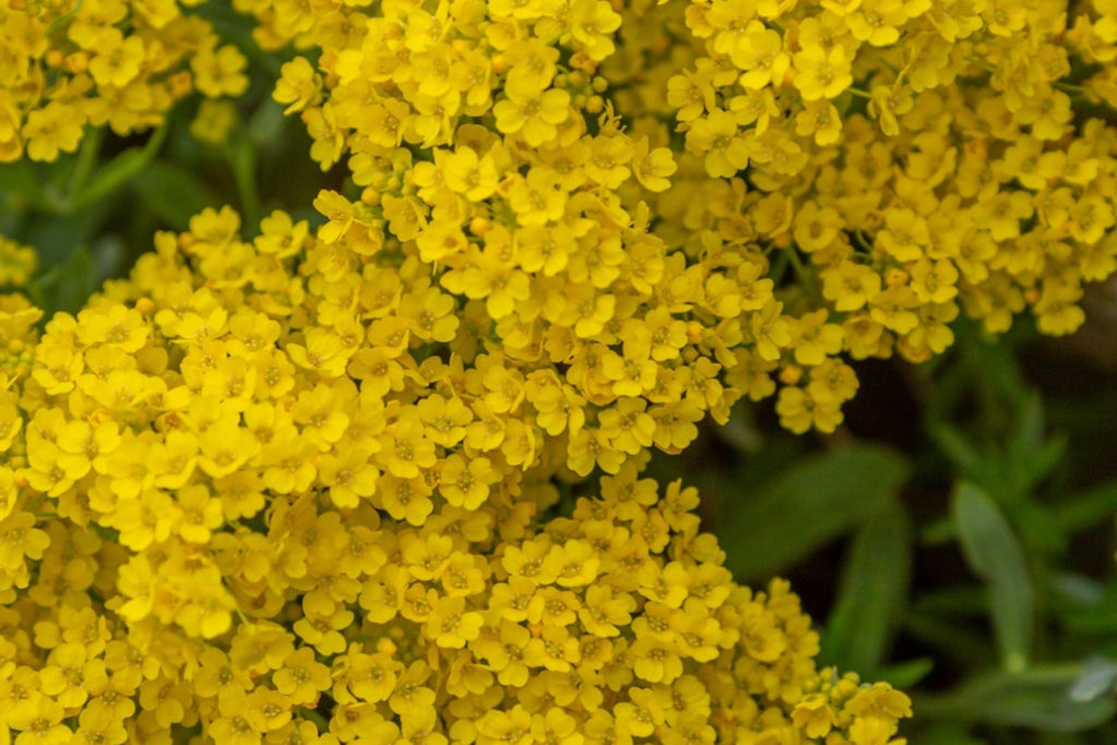Basket Of Gold Alyssum Seeds Aurinia saxatile 8-12 Inches Groundcover 3-9