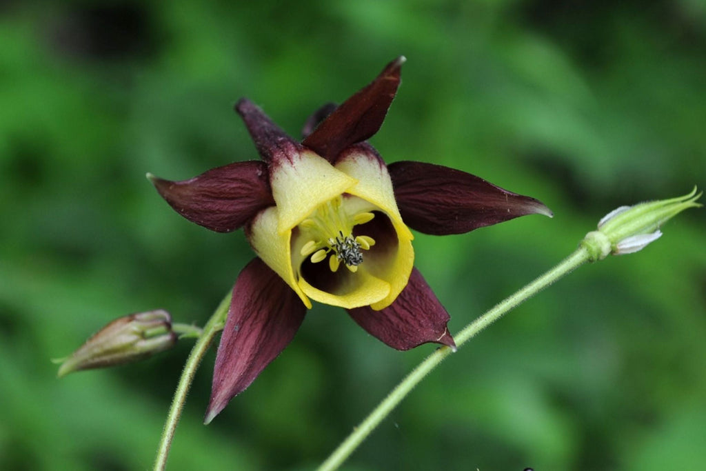 Oriental Columbine Seeds - Aquilegia oxysepala (Plum & Yellow), 24-36" Tall, Pollinator Friendly, Zones 3-9