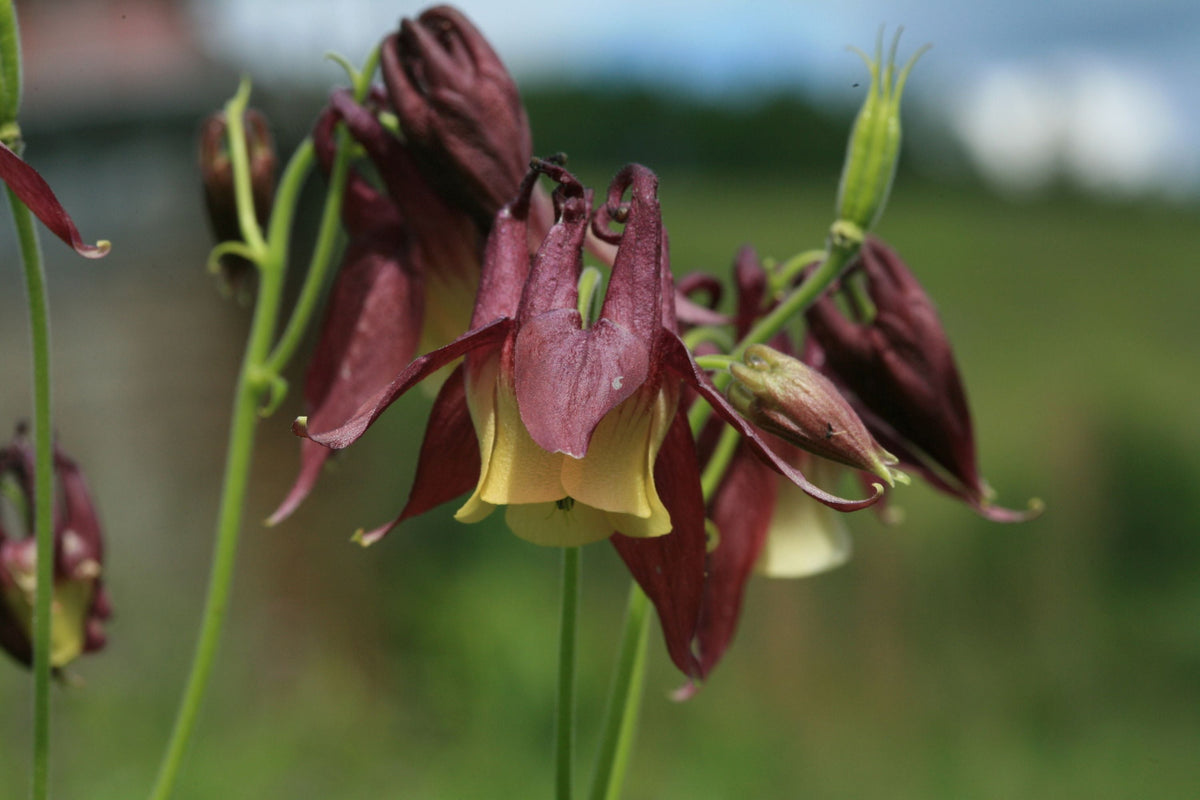 Oriental Columbine Seeds - Aquilegia oxysepala (Plum & Yellow), 24-36" Tall, Pollinator Friendly, Zones 3-9