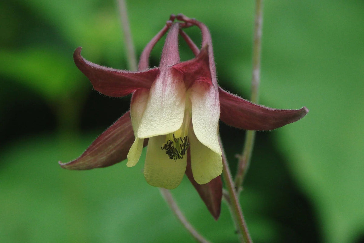 Oriental Columbine Seeds - Aquilegia oxysepala (Plum & Yellow), 24-36" Tall, Pollinator Friendly, Zones 3-9