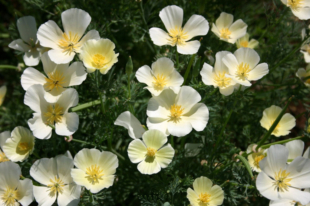 White Linen California Poppy Seeds (Eschscholzia californica) - 10-15 in, White Flowers, Drought-Tolerant, Non-GMO, zones 3-10
