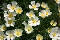 White Linen California Poppy Seeds (Eschscholzia californica) - 10-15 in, White Flowers, Drought-Tolerant, Non-GMO, zones 3-10