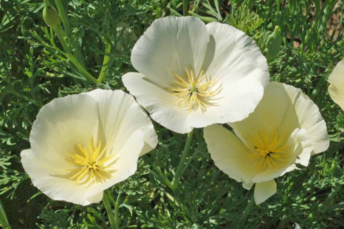 White Linen California Poppy Seeds (Eschscholzia californica) - 10-15 in, White Flowers, Drought-Tolerant, Non-GMO, zones 3-10