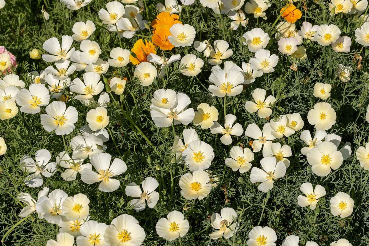 White Linen California Poppy Seeds (Eschscholzia californica) - 10-15 in, White Flowers, Drought-Tolerant, Non-GMO, zones 3-10