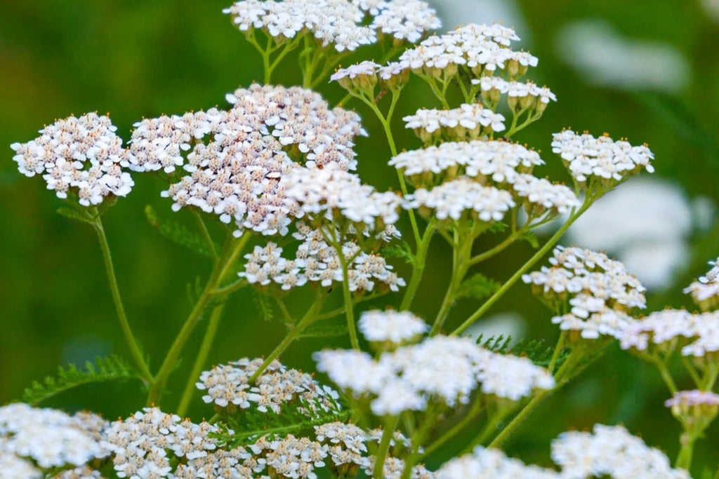 White Yarrow Seeds Achillea millefolium - 12-36 in, Fragrant White Blooms, Drought-Tolerant, Zones 3-9