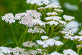 White Yarrow Seeds Achillea millefolium - 12-36 in, Fragrant White Blooms, Drought-Tolerant, Zones 3-9