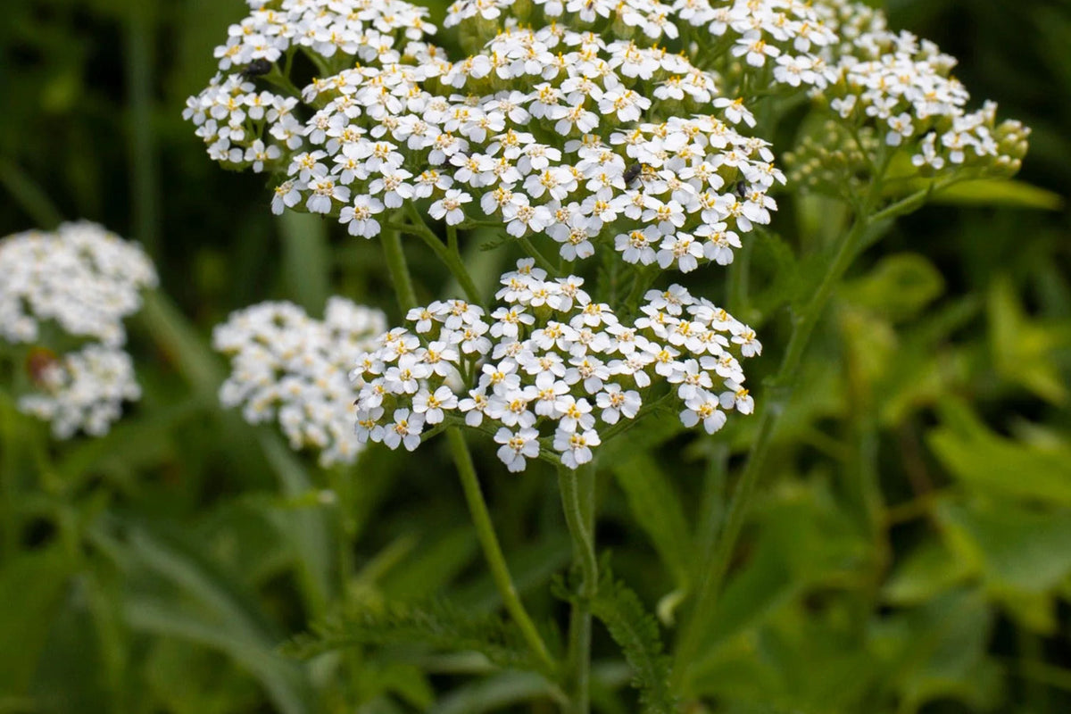 White Yarrow Seeds Achillea millefolium - 12-36 in, Fragrant White Blooms, Drought-Tolerant, Zones 3-9