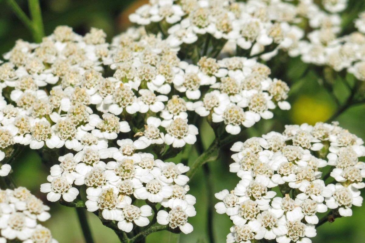 White Yarrow Seeds Achillea millefolium - 12-36 in, Fragrant White Blooms, Drought-Tolerant, Zones 3-9