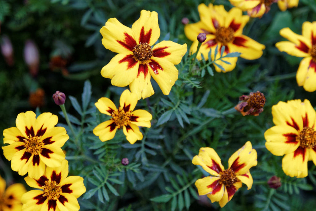 Dainty Marietta Dwarf Marigold Seeds - Tagetes patula, Yellow with Red Center, 80 Days