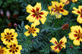 Dainty Marietta Dwarf Marigold Seeds - Tagetes patula, Yellow with Red Center, 80 Days