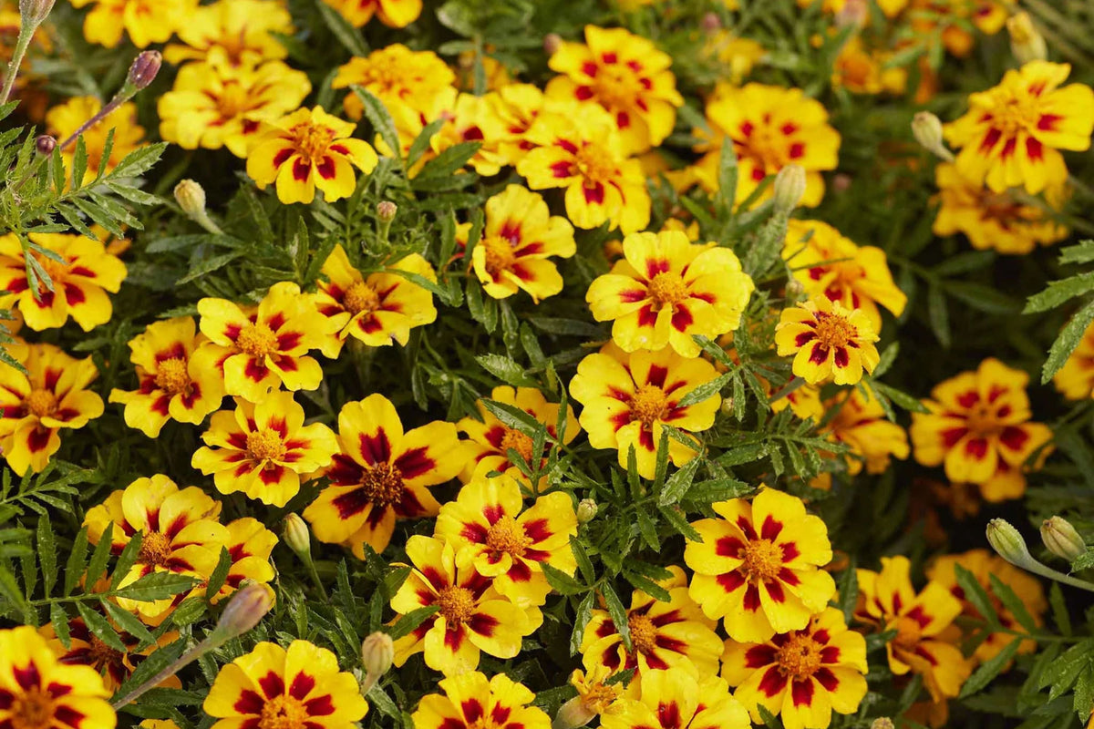 Dainty Marietta Dwarf Marigold Seeds - Tagetes patula, Yellow with Red Center, 80 Days