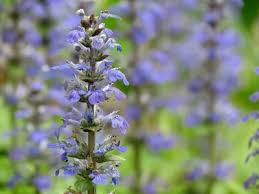 Ajuga reptans 'Chocolate Chip' - 4-Inch Pot Live Plant