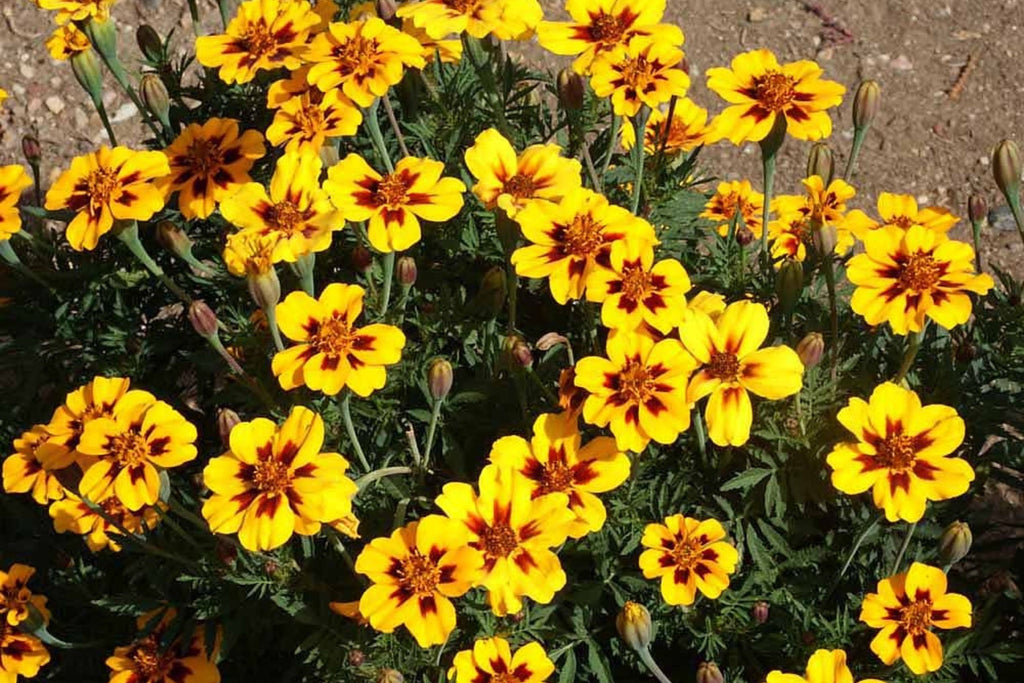 Dainty Marietta Dwarf Marigold Seeds - Tagetes patula, Yellow with Red Center, 80 Days
