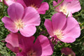 Purple Gleam California Poppy Seeds | Eschscholzia californica | Pink & Lavender Blooms