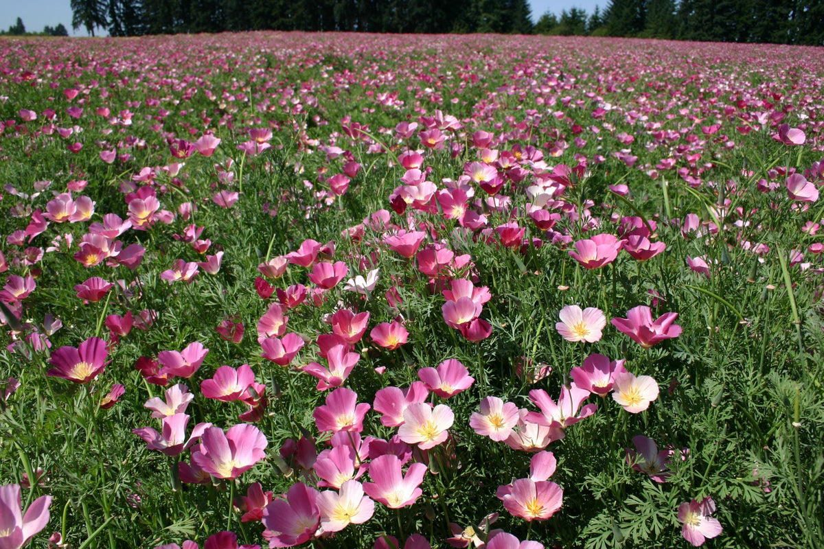 Purple Gleam California Poppy Seeds | Eschscholzia californica | Pink & Lavender Blooms