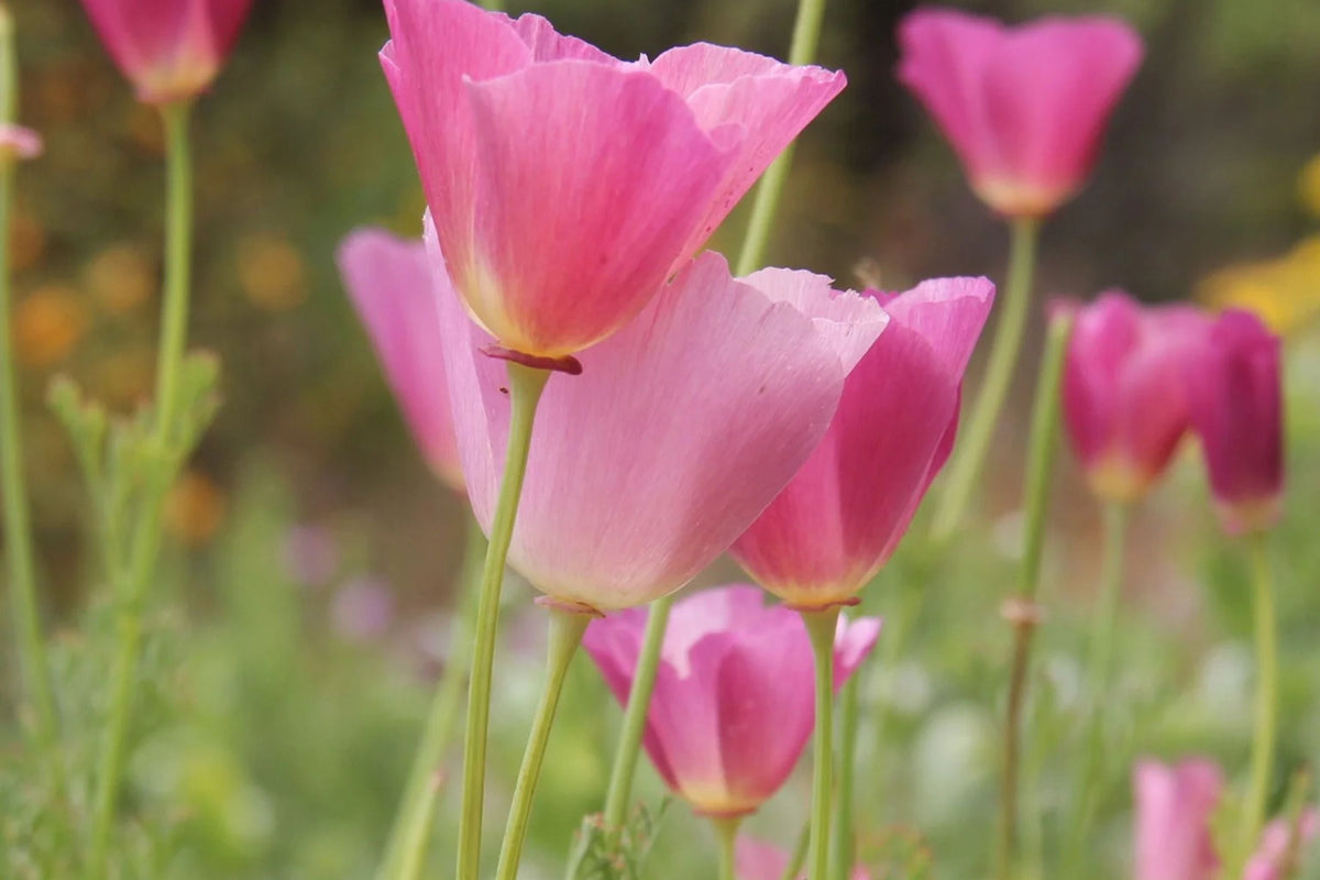 Purple Gleam California Poppy Seeds | Eschscholzia californica | Pink & Lavender Blooms