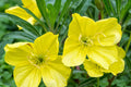 Missouri Yellow Primrose Seeds - 8-12 Inches, Yellow Blooms, Drought-Tolerant, Zones 4-9, Non-GMO