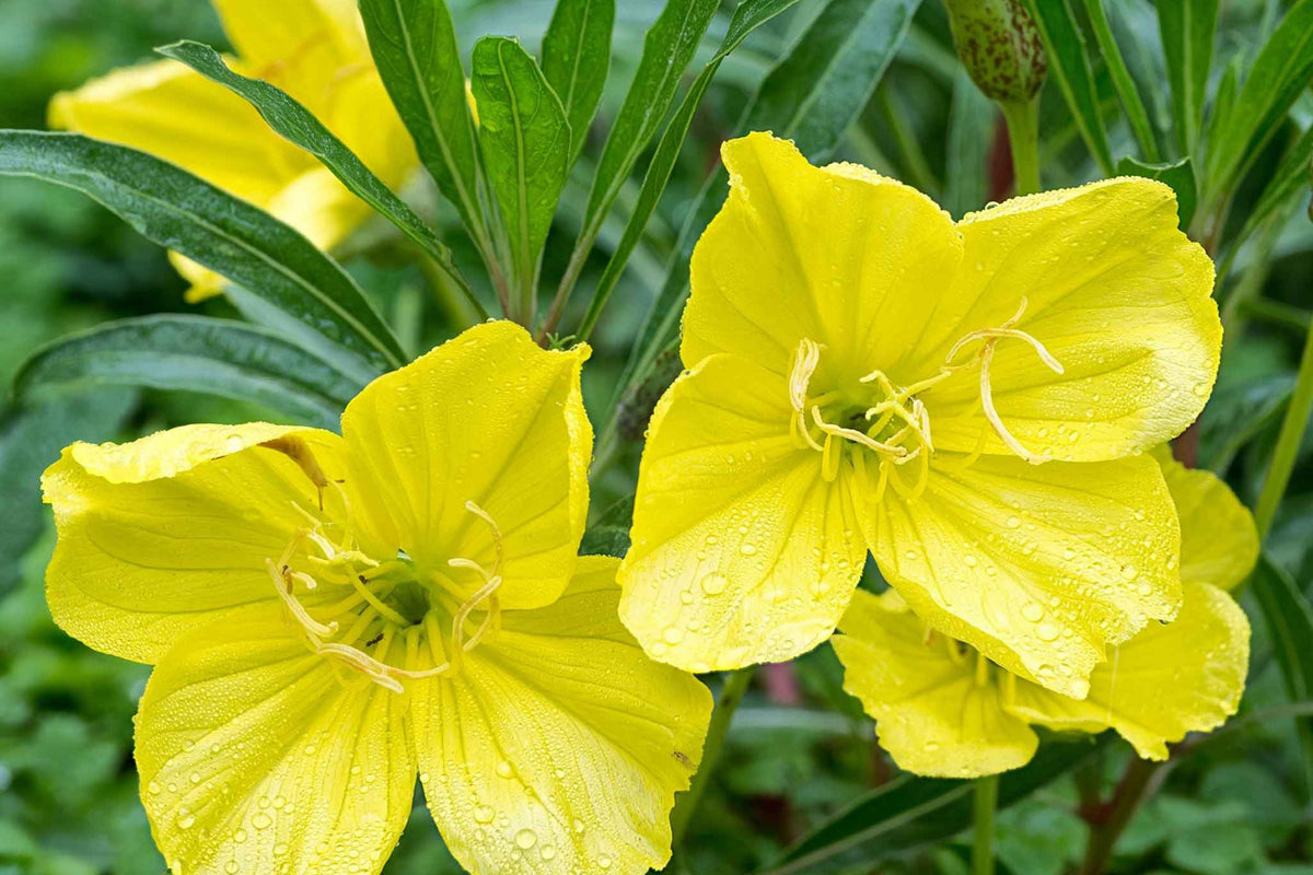 Missouri Yellow Primrose Seeds - 8-12 Inches, Yellow Blooms, Drought-Tolerant, Zones 4-9, Non-GMO