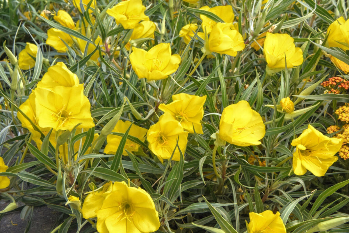 Missouri Yellow Primrose Seeds - 8-12 Inches, Yellow Blooms, Drought-Tolerant, Zones 4-9, Non-GMO