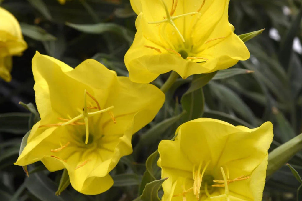 Missouri Yellow Primrose Seeds - 8-12 Inches, Yellow Blooms, Drought-Tolerant, Zones 4-9, Non-GMO