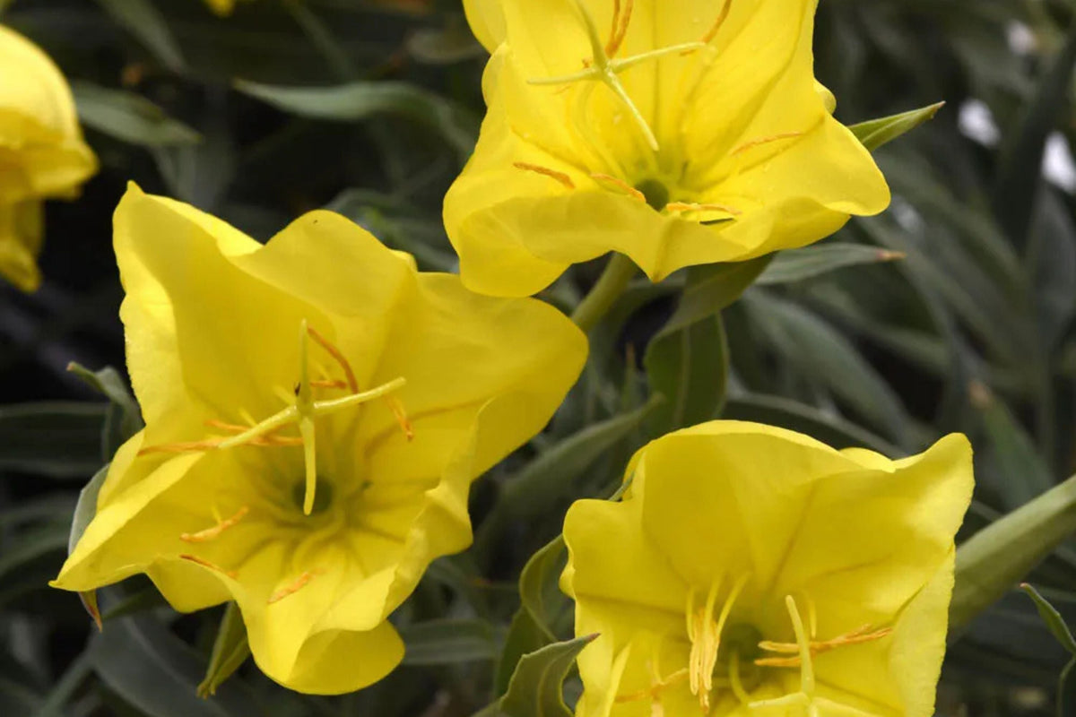 Missouri Yellow Primrose Seeds - 8-12 Inches, Yellow Blooms, Drought-Tolerant, Zones 4-9, Non-GMO